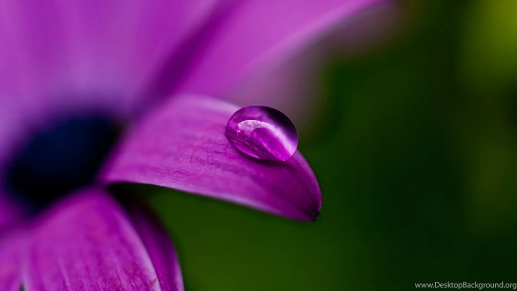 Top Water Drop On Flower Wallpapers