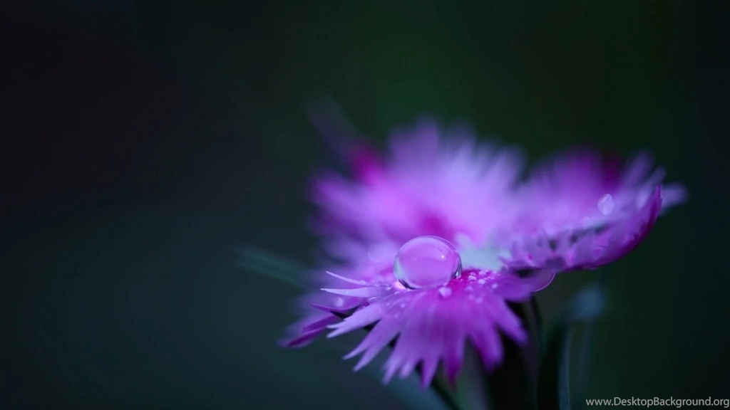 Water Drops On Purple Flower Wallpapers Free Water Drops On Purple ...