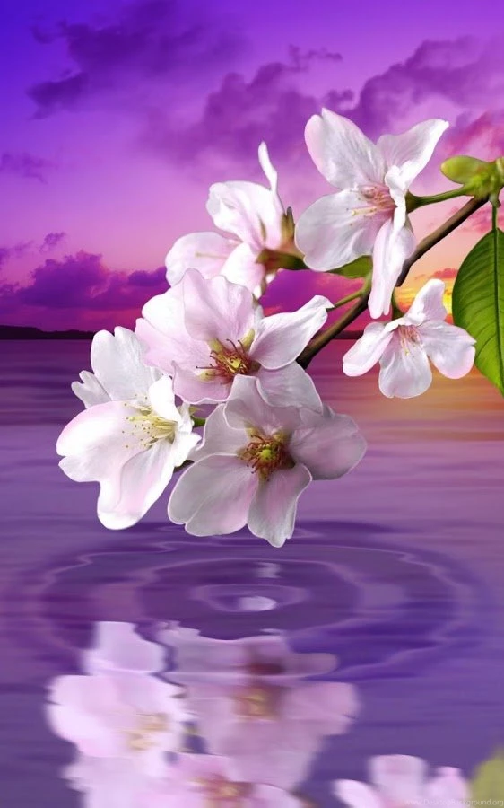 Water Drop. Flowers And Leaves Android Apps On Google Play