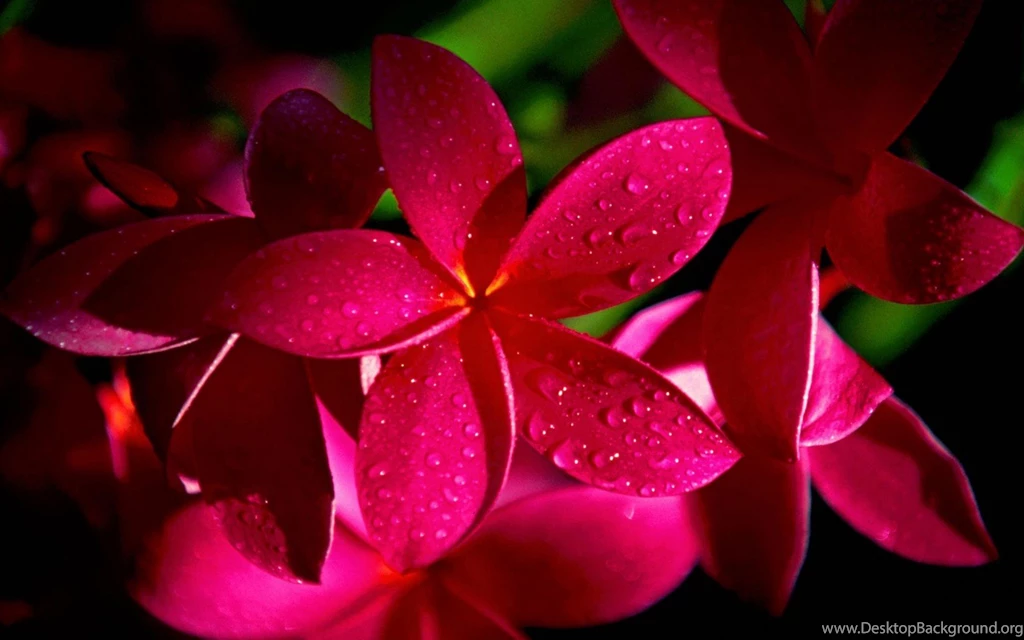 Beautiful Flower With Water Drops Wallpapers