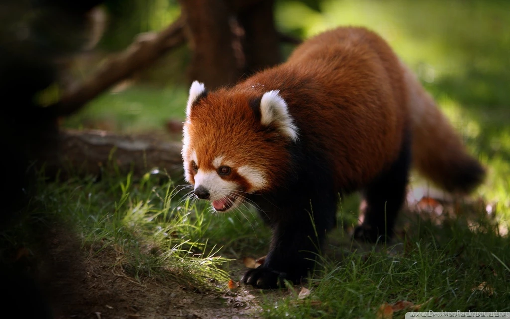Brilliant Red Panda HD Desktop Wallpapers : High Definition ...