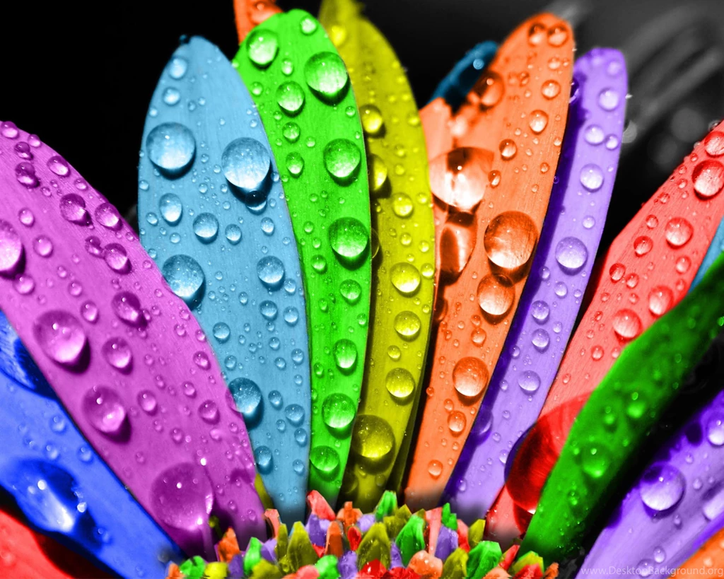 Wallpapers Rainbows Flower Rainbow Water Drops Colors Nature Free ...