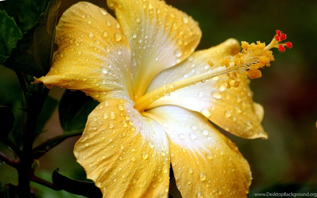 Flowers Water Drops Yellow Wallpapers