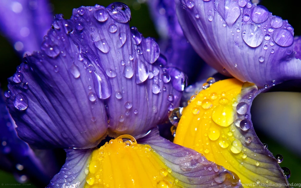 Flowers: Iris Christopher Coram Close Purple Water Drops Macro ...