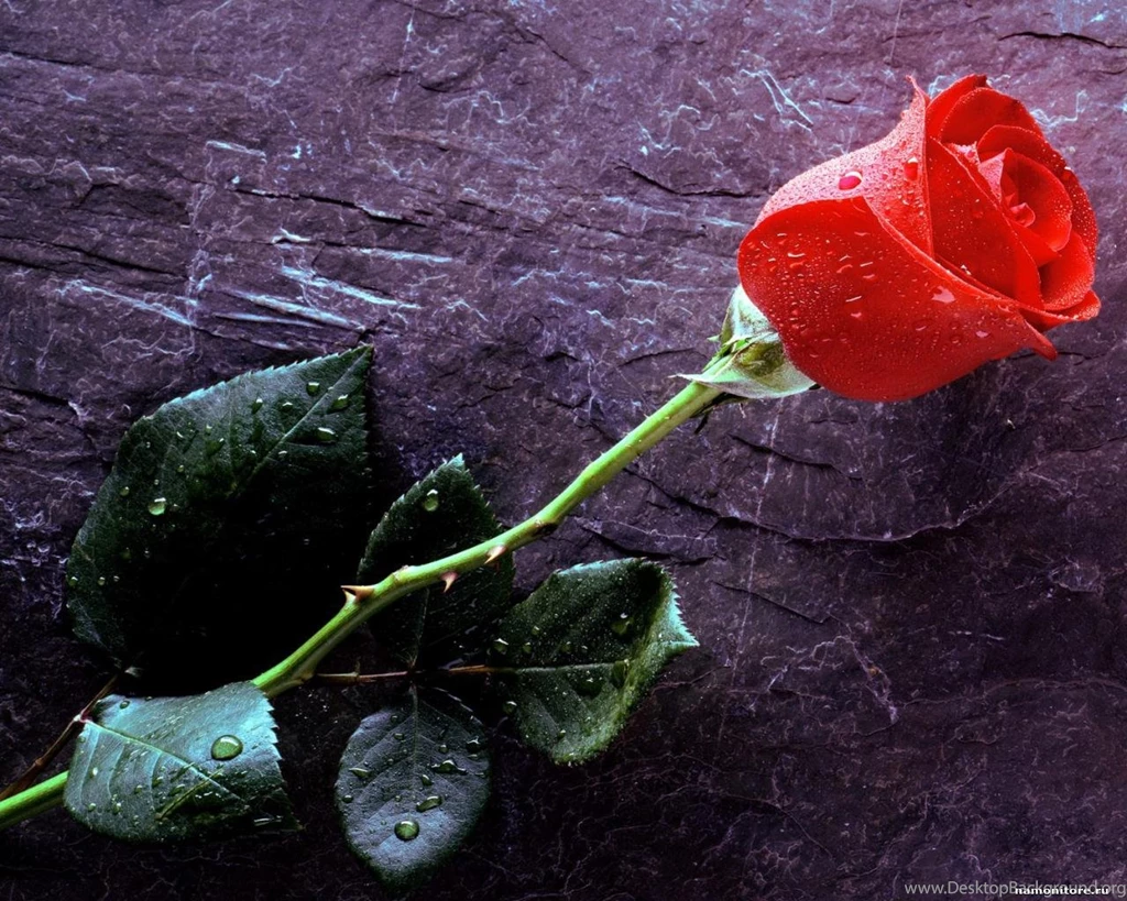 Red Rose With Water Drops, Flowers, Roses, Roses 1280x1024 ...