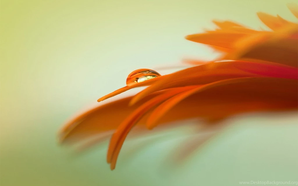 Red Flower, Water Drop, HD Wallpapers HD Wallpapers