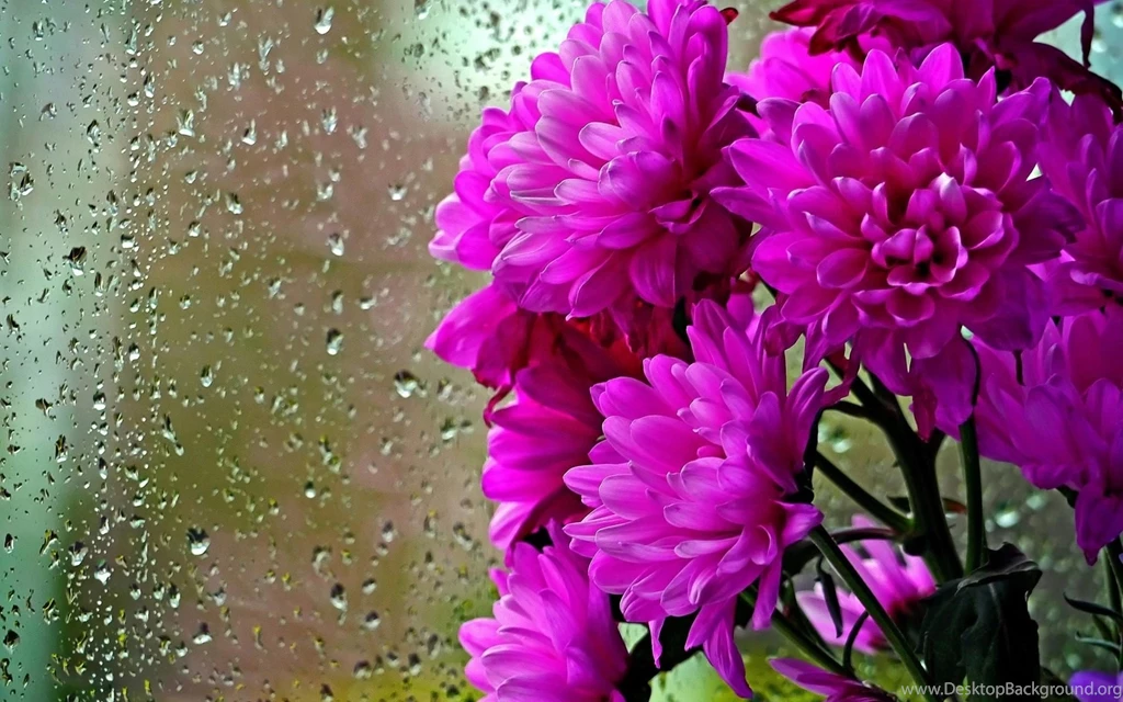 Water Drops Archives Wallpapers HD Free Wallpapers In All ...