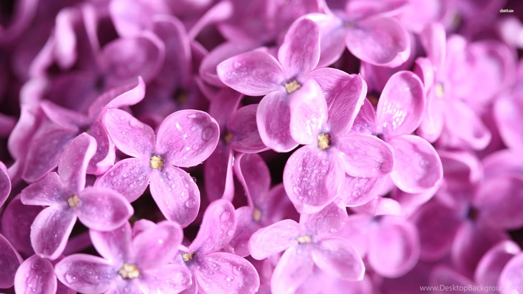 Purple Lilac Flowers Water Drops Hd Wallpapers ImgMob