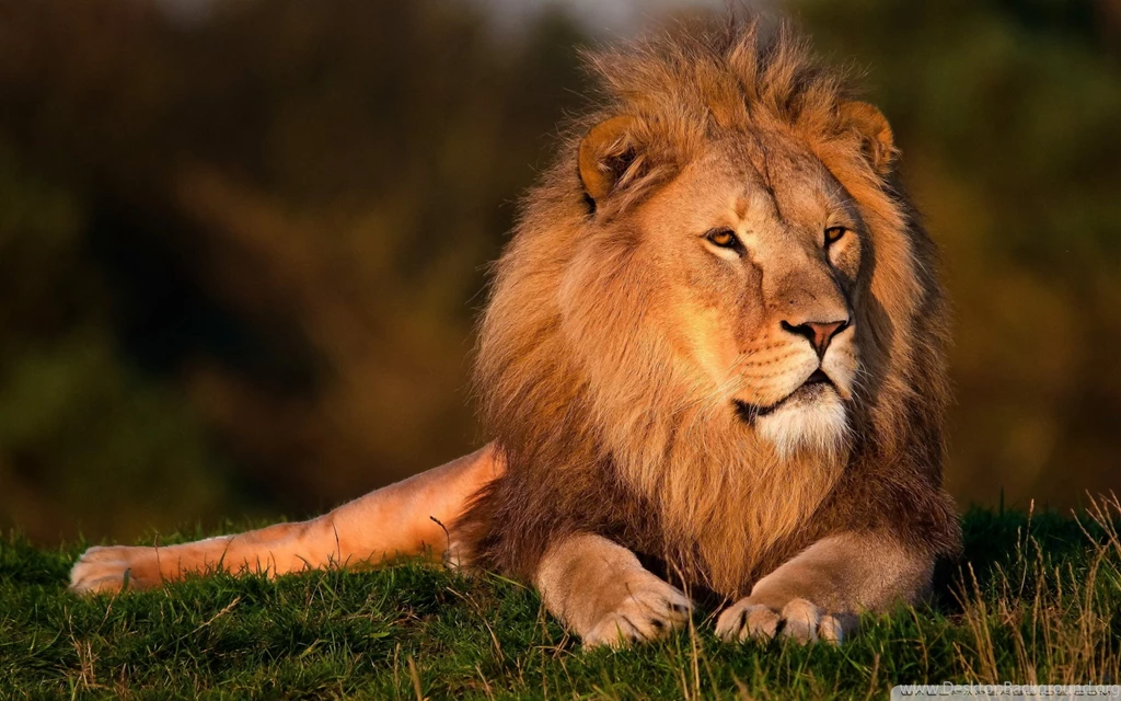Lion HD Desktop Wallpapers : High Definition : Fullscreen : Mobile ...
