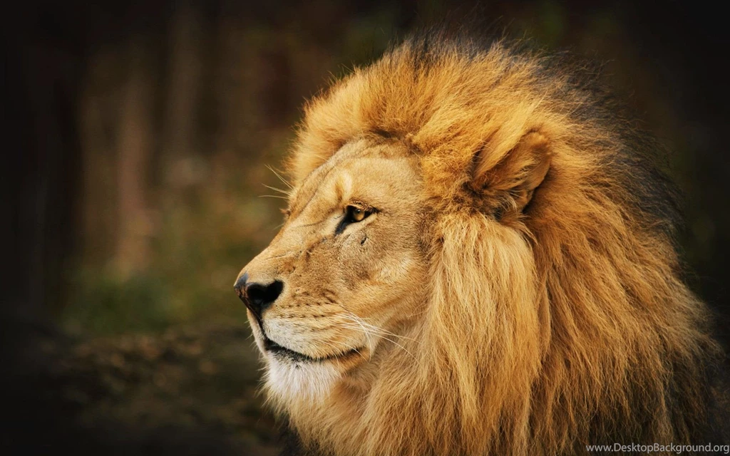 Lion wallpaper 33.jpg