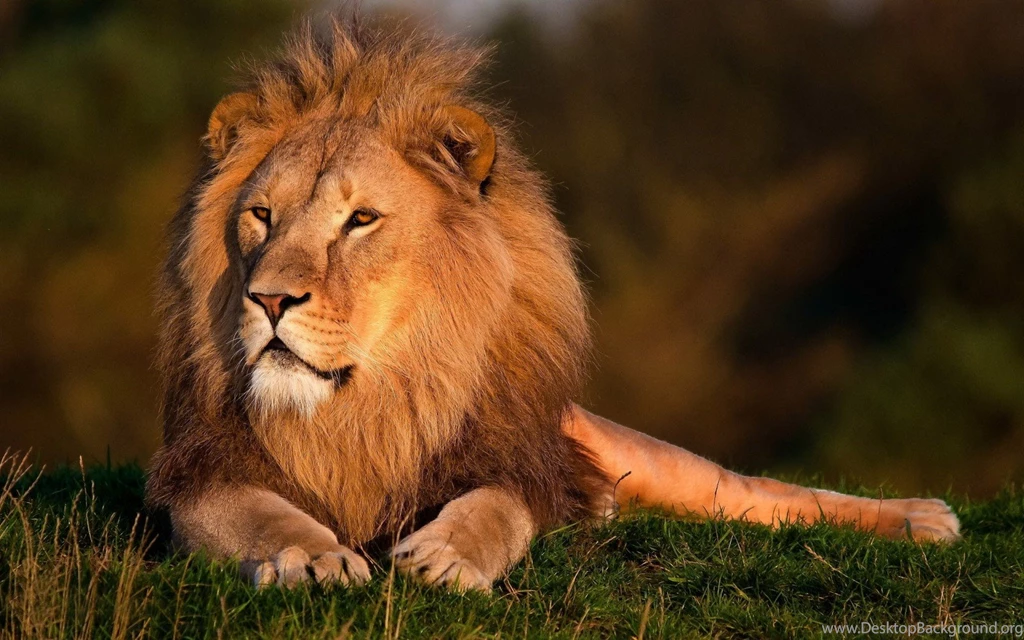 Keyword: Lion Wonderful HD Wallpapers WallpaperLayer.com