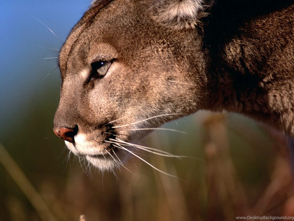 Wallpapers Of The Day: Mountain Lion