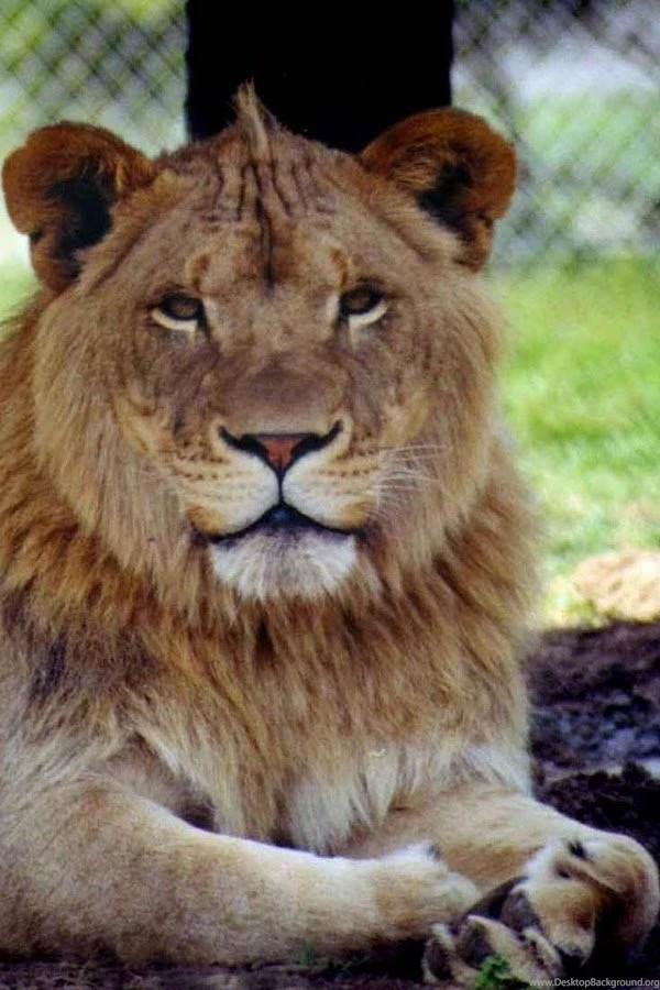 Lion Wallpapers Android Apps On Google Play