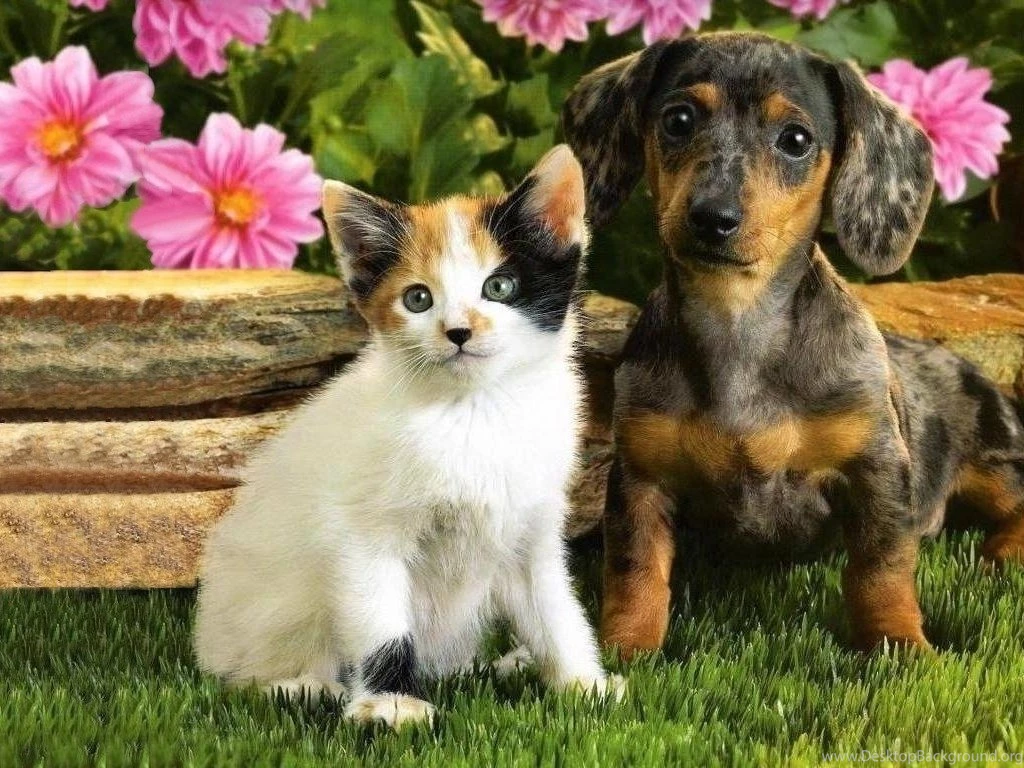 Kittens Puppies Teddybear64 Wallpapers 16751528 Fanpop PetPictures