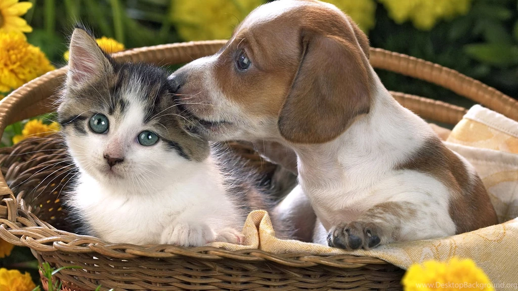 Puppy, And, Kitten, Animal Wallpaper, Hd Dog Photos, Puppies, Pets ...