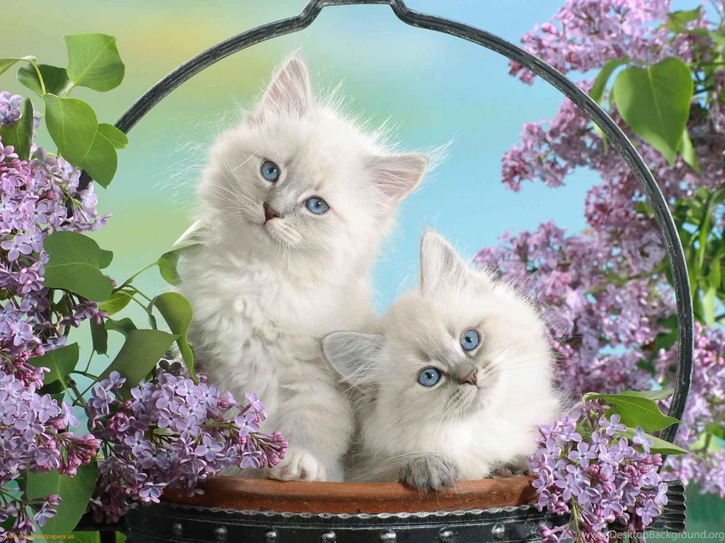Photos Puppies Kittens Two In Basket Of Flowers Wallpaper, HQ ...