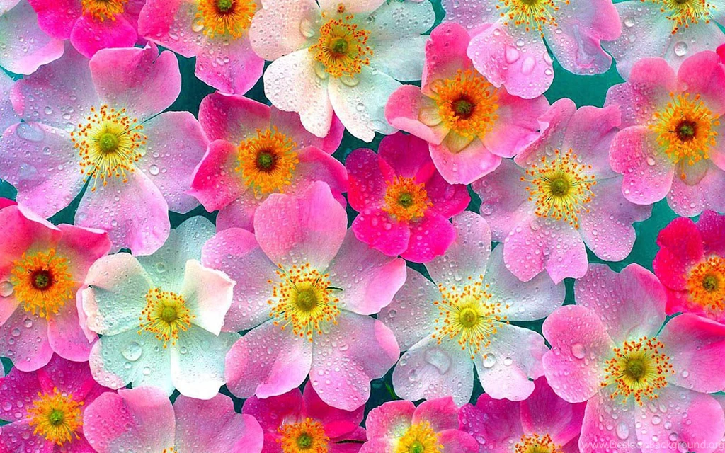 Love Flowers Images And Wallpapers Download