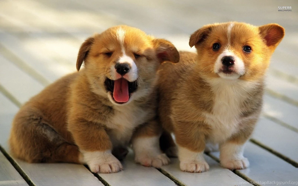 Corgi Puppy Wallpapers