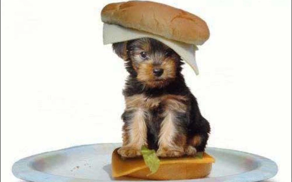 Cute Puppy Wallpapers