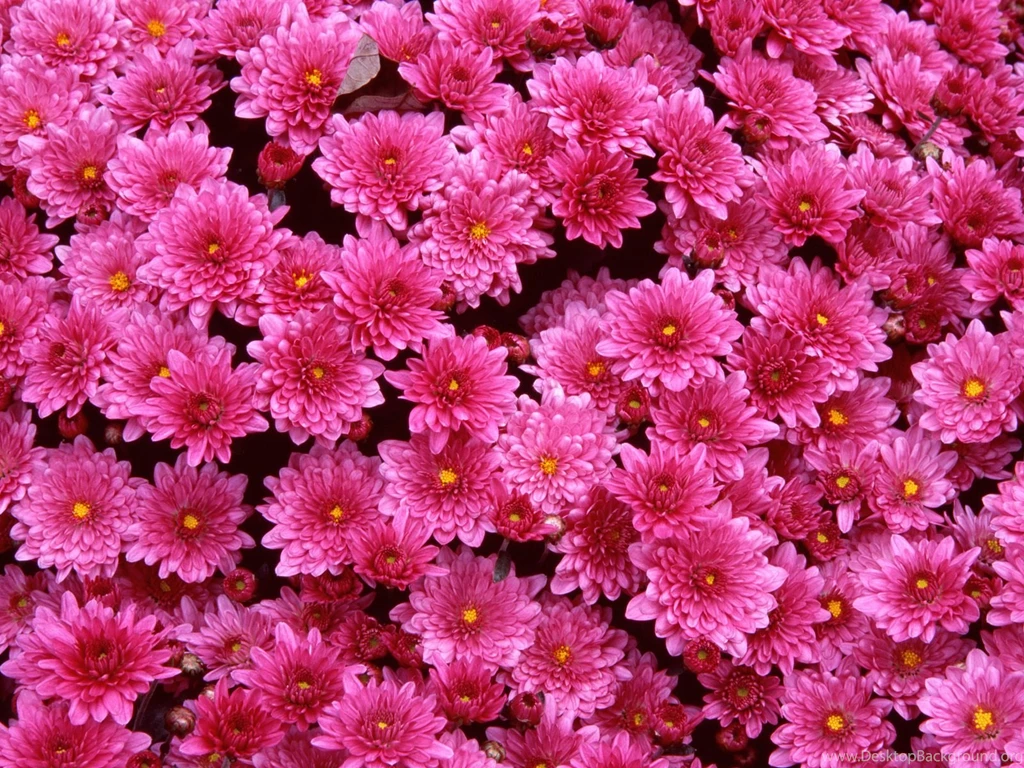 Flower Free Download And Wallpapers Download