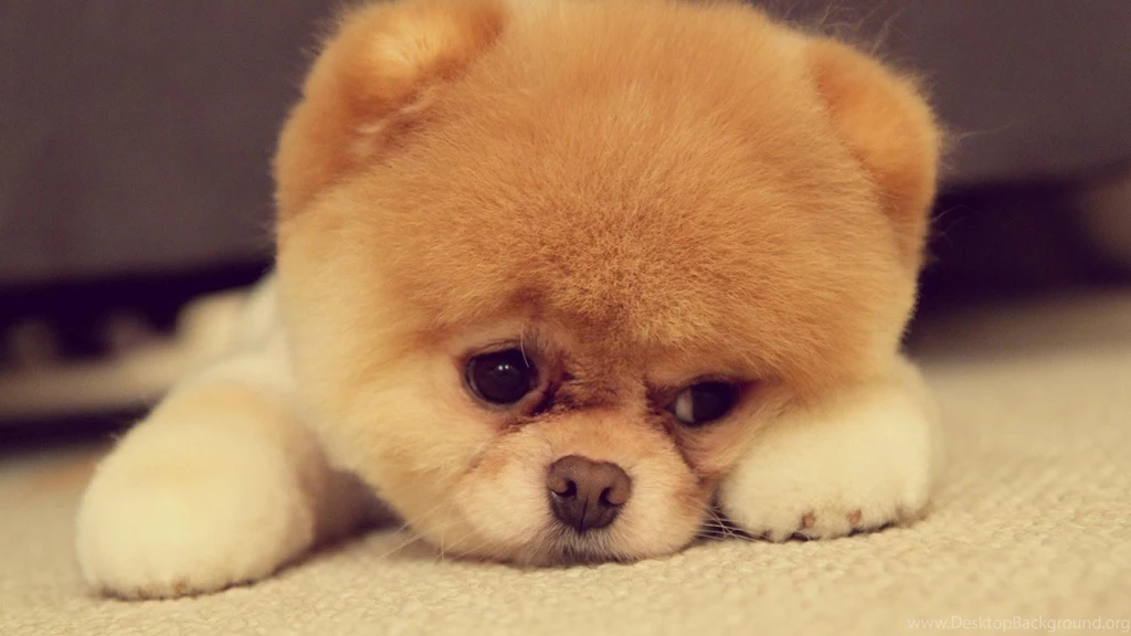 Cute puppy backgrounds wallpaper.jpg