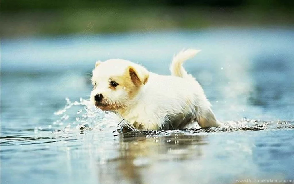 Adorable Puppy Pictures All Wallpapers New