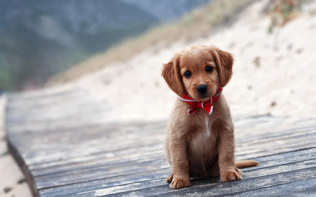 Cute Puppy Face Wallpapers