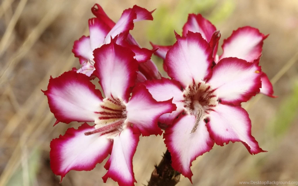 New HD Flower Wallpapers HD Wallpapers Desktop Wallpapers ...