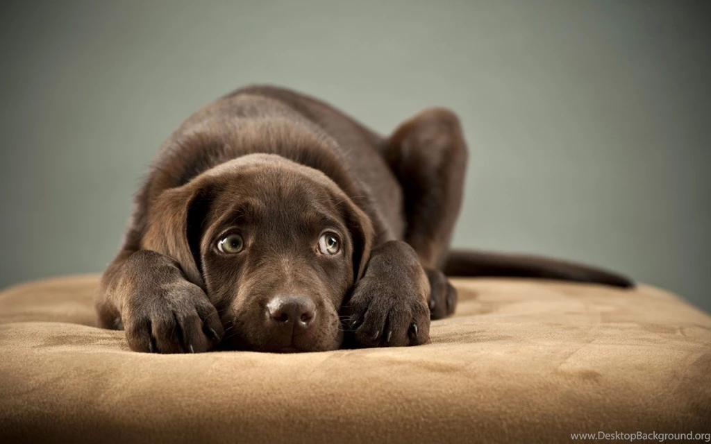 Cute Puppy Wallpapers 4076