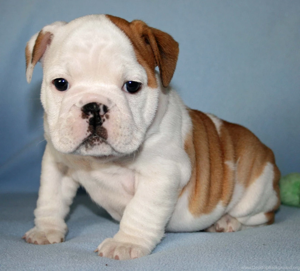 English Bulldog Puppies Wallpapers