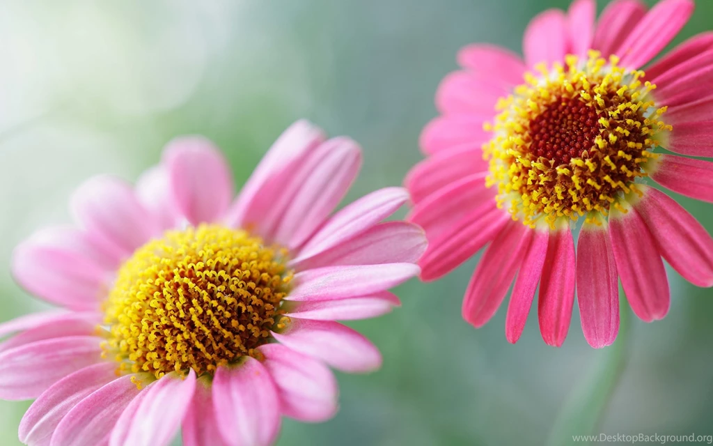 HD Flower Wallpapers