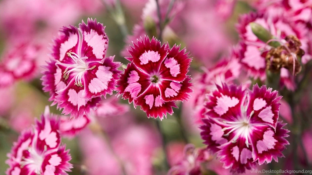 Beautiful Pink Flowers Desktop S