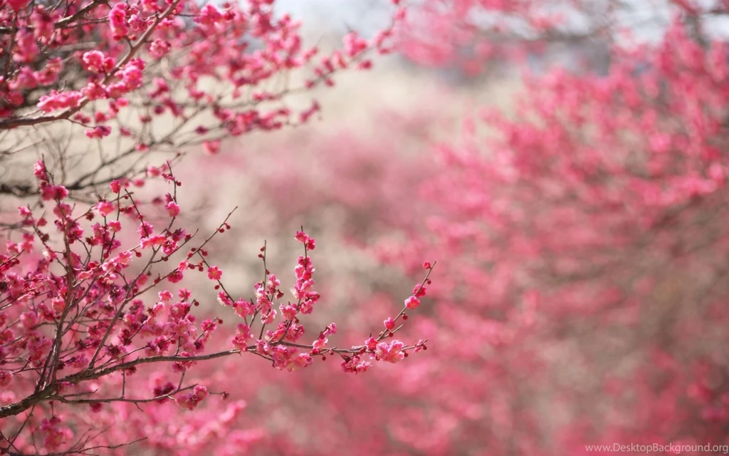 Pink Flowers Wallpapers