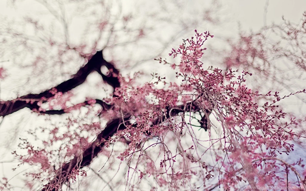Field Pink Flowers HD Widescreen Desktop Wallpapers Archives HD ...