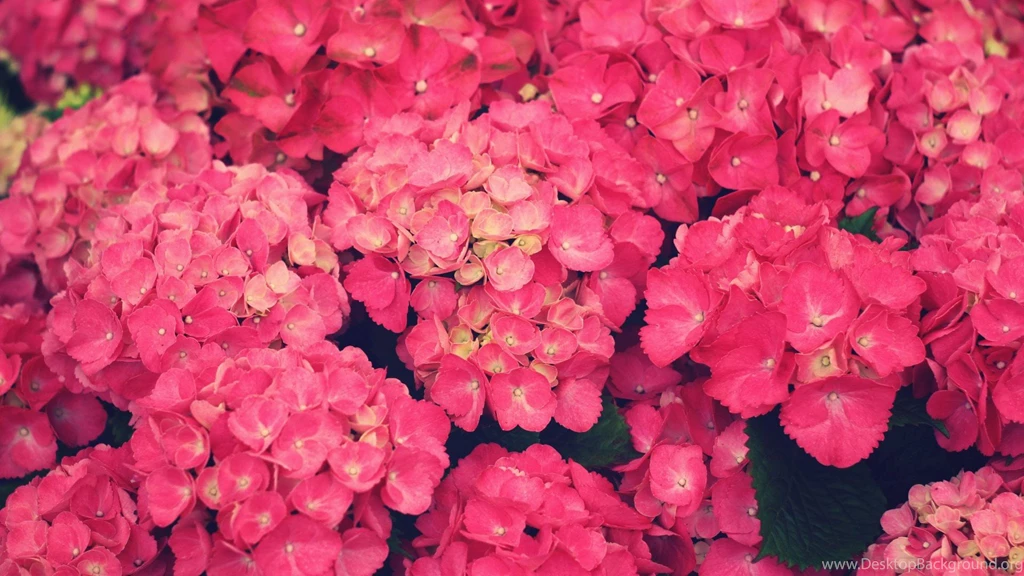 Wallpapers Pink Flowers Desktop Backgrounds