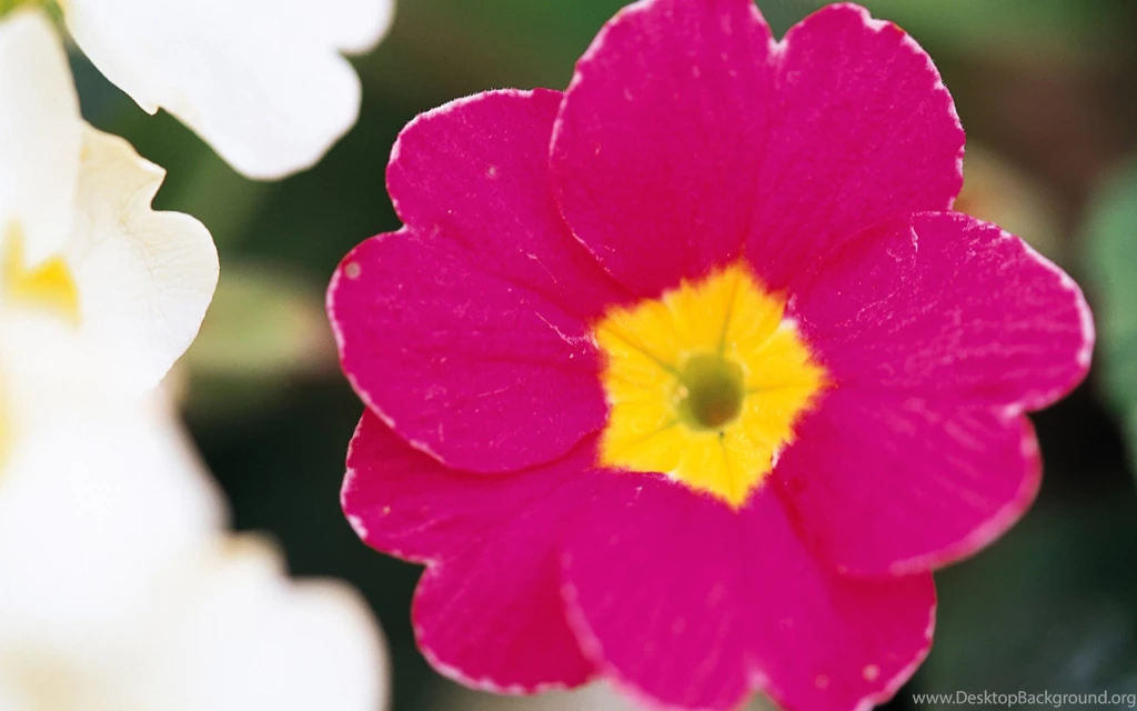 Desktop Wallpapers · Gallery · Nature · Pink Flower Wallpapers ...