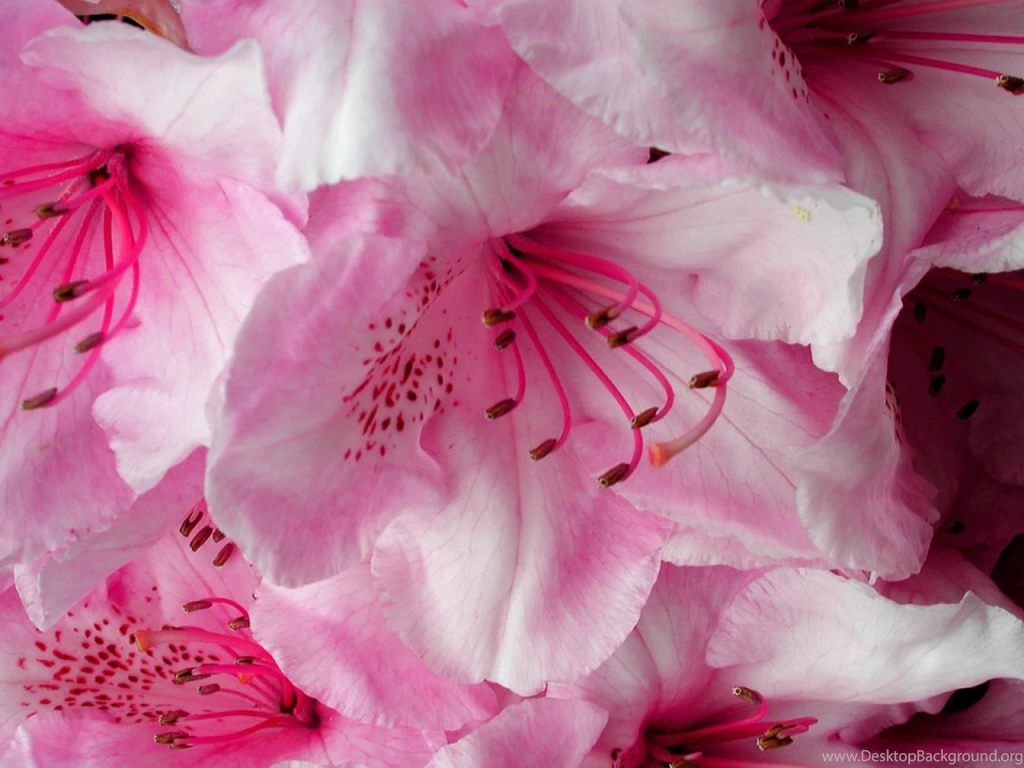 Free Floral Desktop Wallpapers — Crafthubs