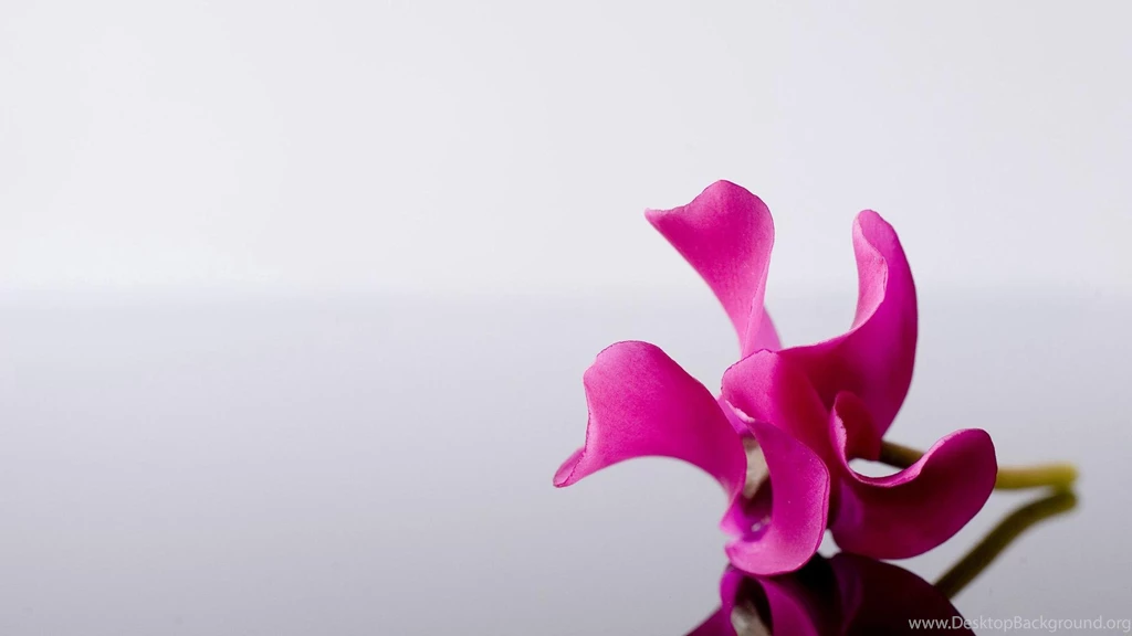 Pink Flower Alone HD Desktop Wallpapers : Widescreen : High ...