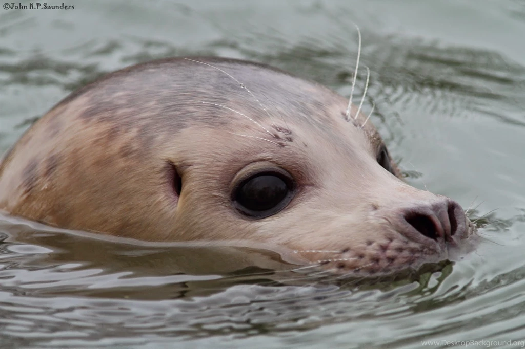15 Quality Common Seal Wallpapers, Animals