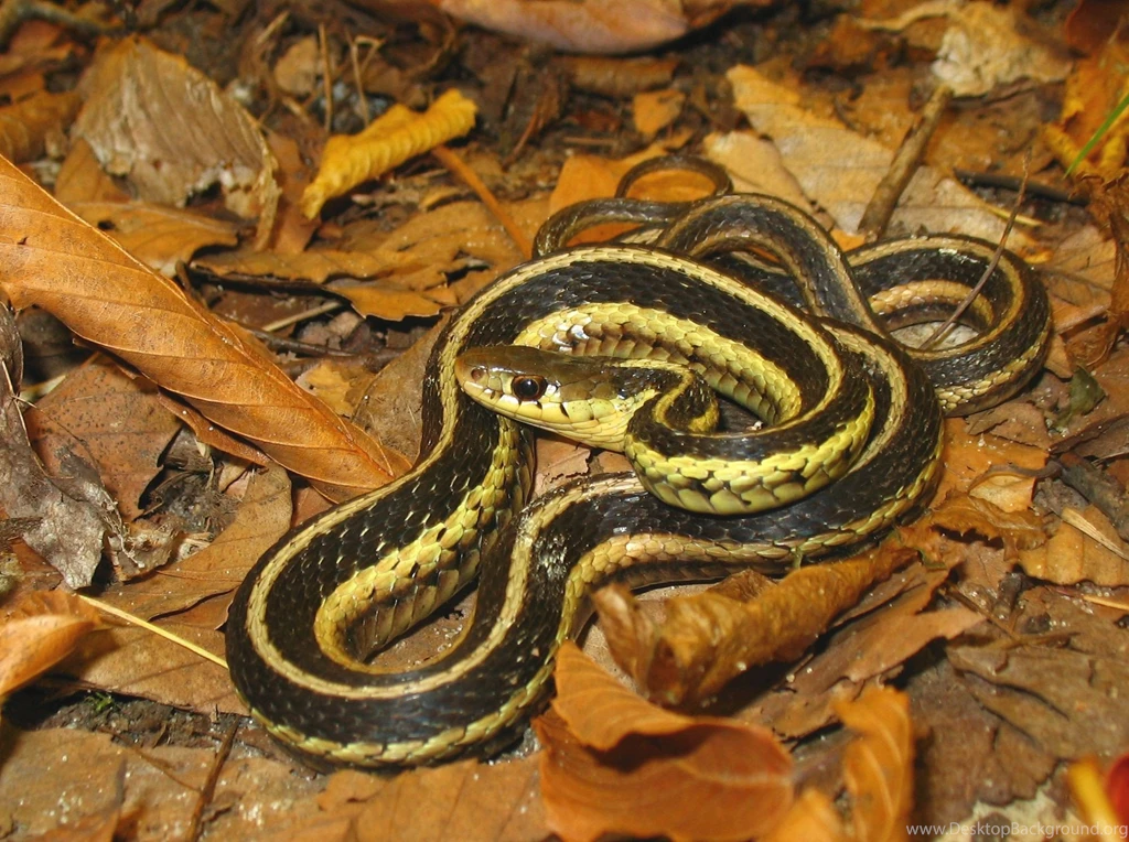 Reptiles: Eastern Garter Snake Reptiles Common HD Wallpapers For ...