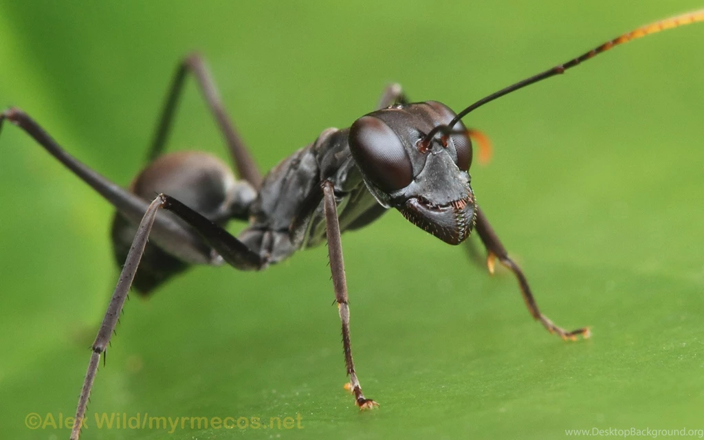 Common Black Ant Wallpaper.