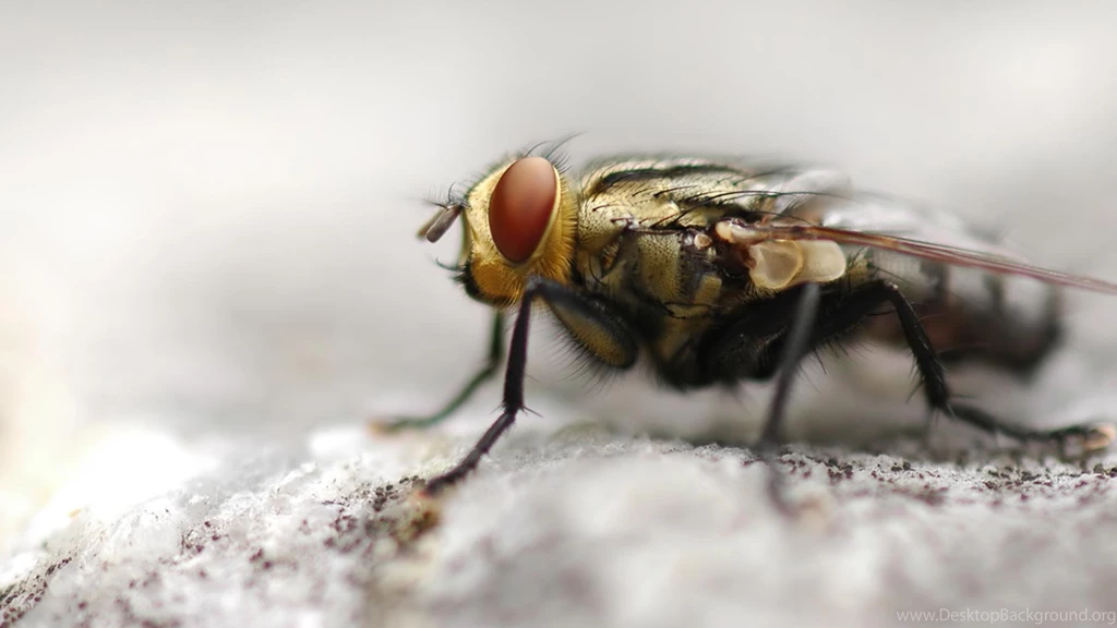 Desktop Wallpapers · Gallery · Animals · Common Green Bottle Fly ...