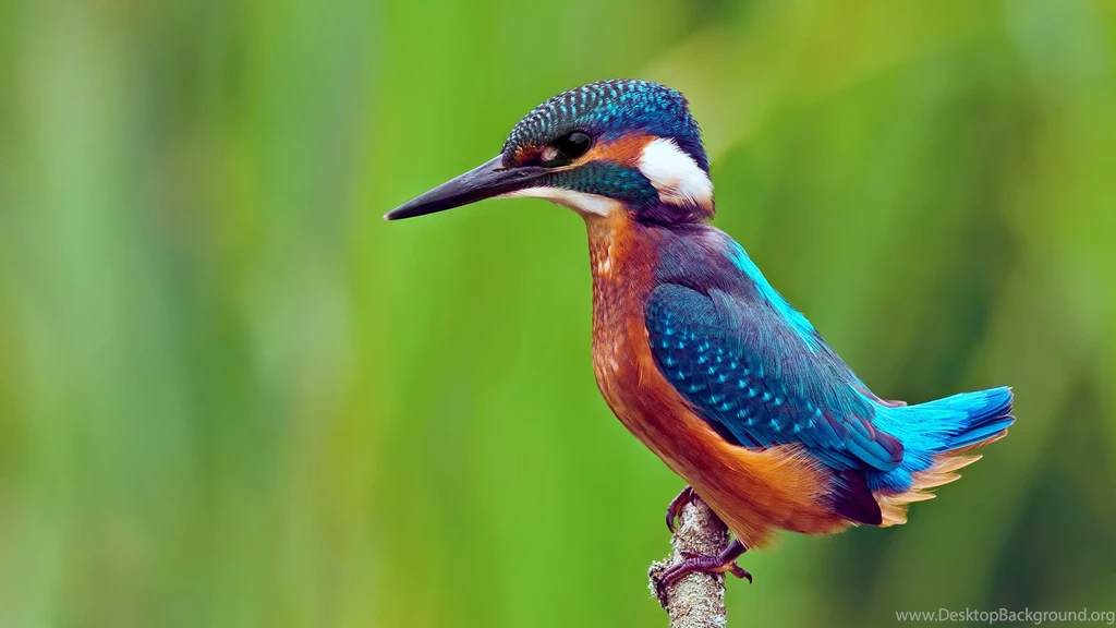 Download Wallpapers 1920x1080 Common Kingfisher, Bird, Branch ...