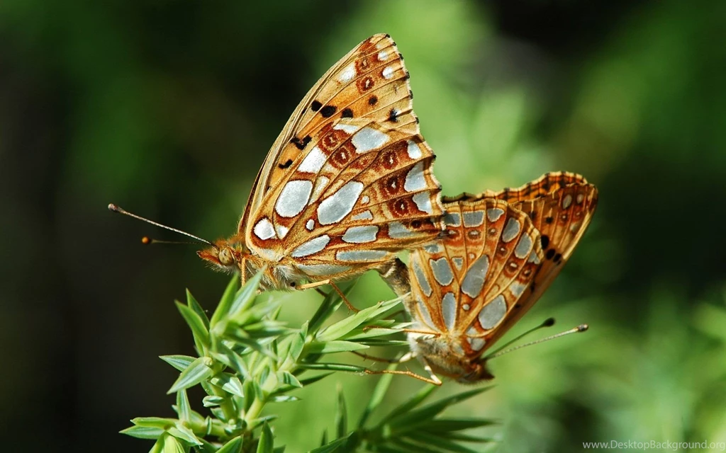 Animals: Common Brown Butterfly Animal Wallpapers For High ...