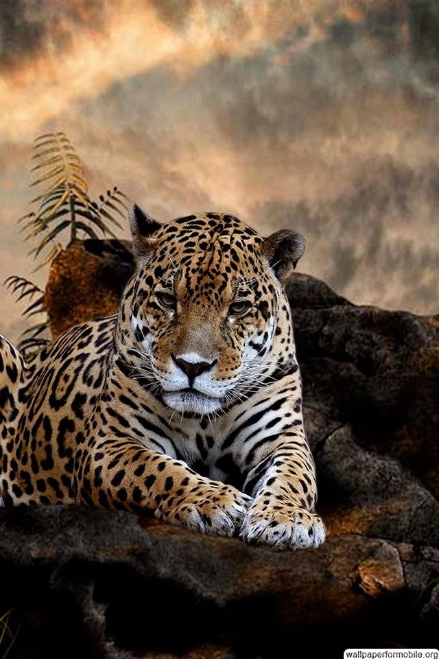 Amazing Hd Wallpapers Free Download Wallpapers For Mobile