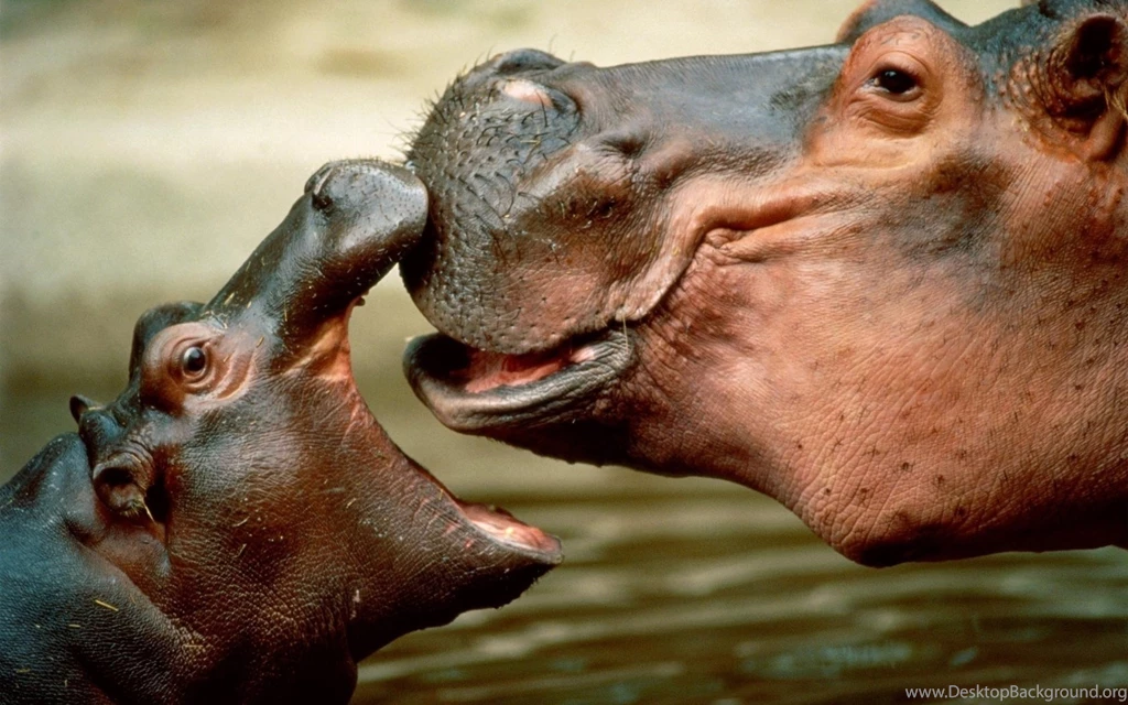 Behemoth, Hippo, Female, Cub, Snout, Animals, Hd, Wallpapers ...