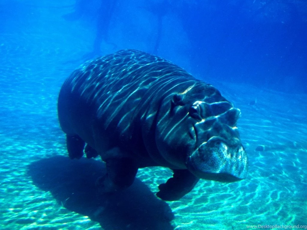 Swimming Hippo: Underwater Wallpapers Backgrounds Bandit