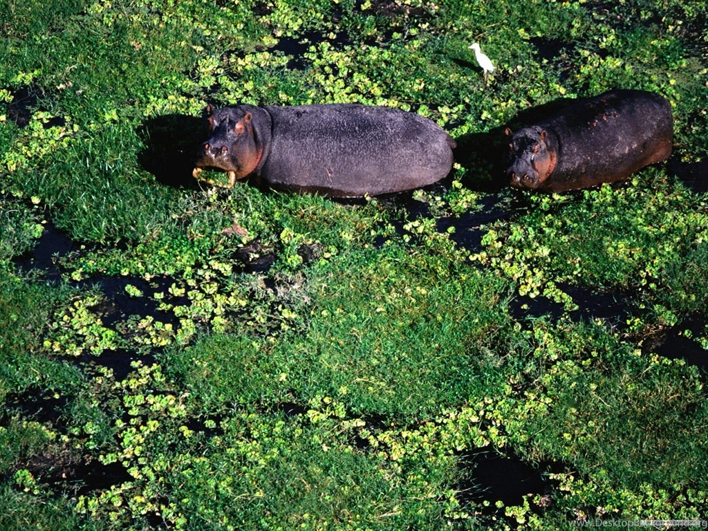 Free Wallpapers Free Animal Wallpapers Hippo Wallpapers ...