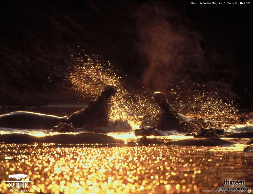 212: Hippopotamus Hot Wallpapers