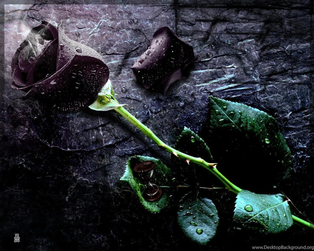 4910) Black Rose Backgrounds Wallpapers Attachment   WalOps.com